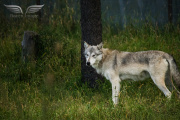 IMG_3093c