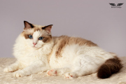 _MG_0826c