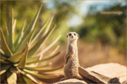 _MG_1802c